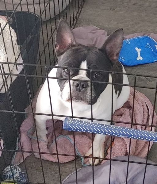 French bulldog/boston terrier mix