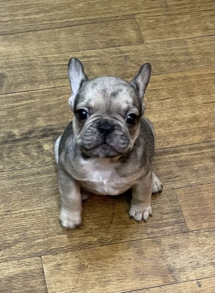 Frenchie for sale