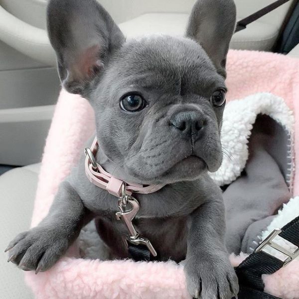 Adorable French bulldog puppy