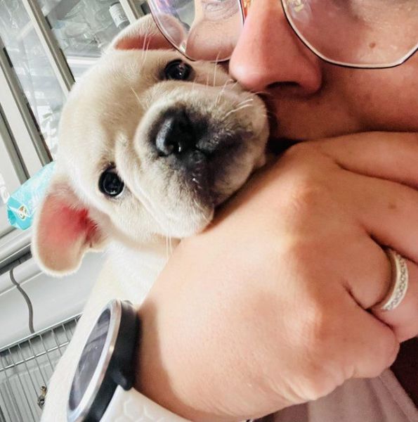 French Bulldog Puppies KC REG