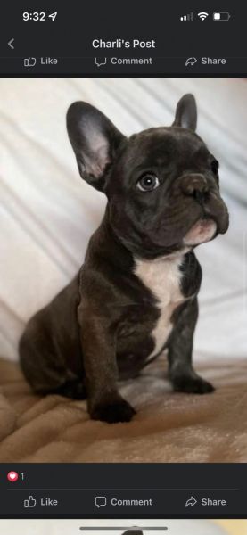 Sir Winston frenchie