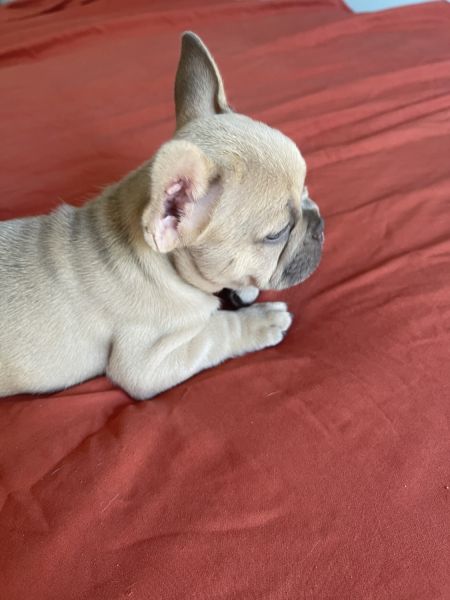 French bulldog puppies