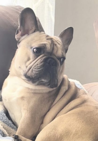 French Bulldog 1 Year Old
