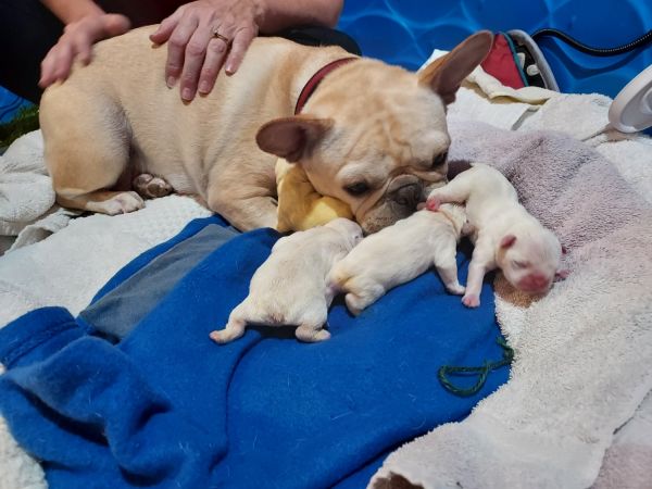 Frenchie Puppy for sale