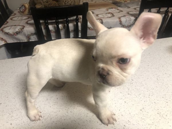 Frenchie AKC