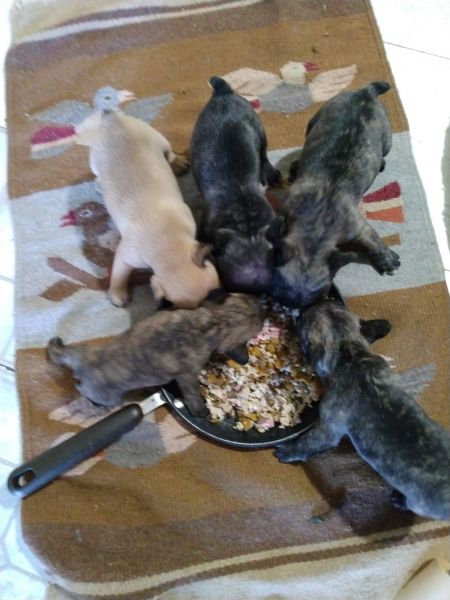 Frenchton puppies For Christmas