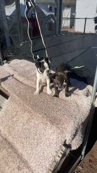 Frenchie Boston terrier mix frenchtons