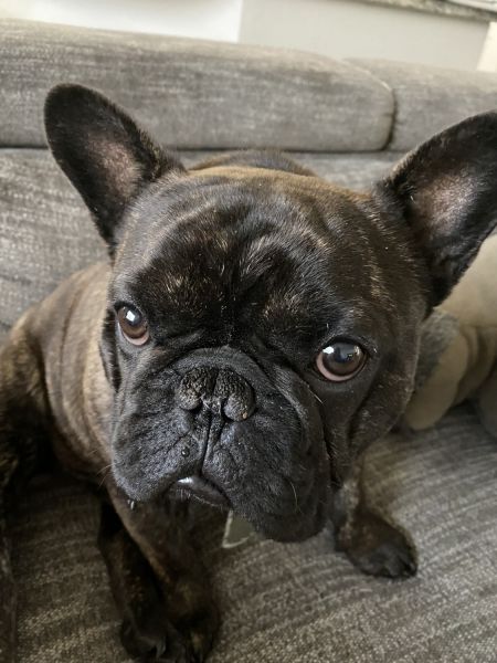 French Bulldog For Sale