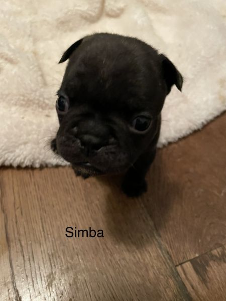 French Bulldog Puppies