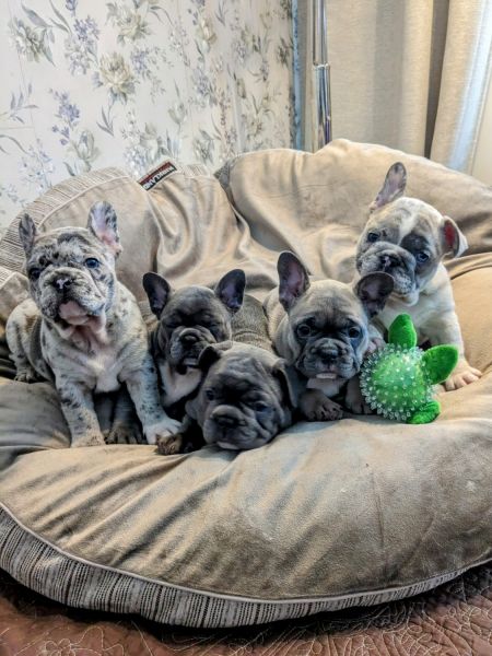 French Bulldog Puppies