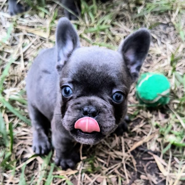 Adorable French bulldog puppies
