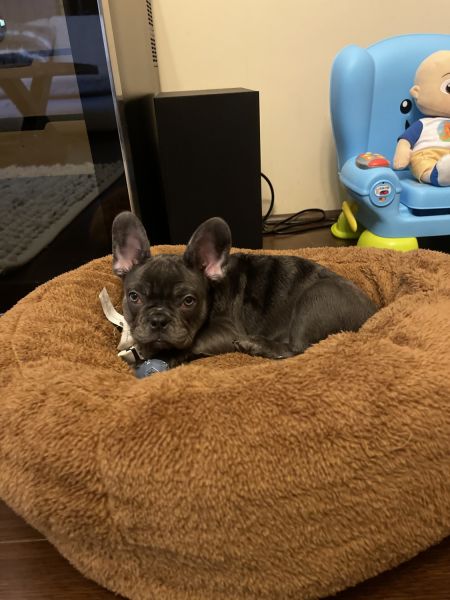 French bulldog puppy