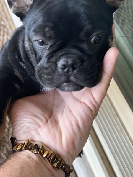 Need to rehome French