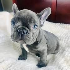 Perfect French Bulldog Ready