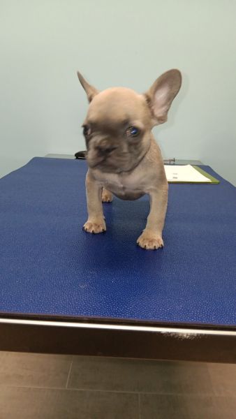 Male akc French bulldog fluffy carrier
