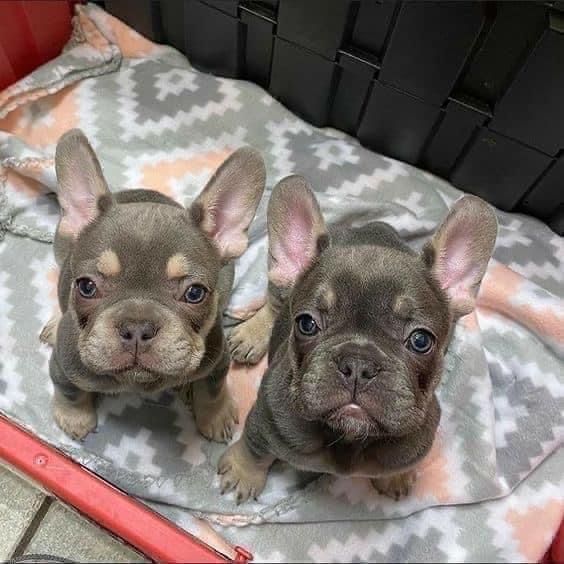 French bulldog puppys