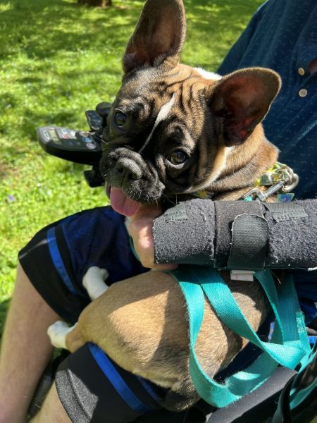 French bill dog puppy