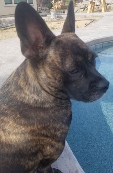 Sammy the Frenchie mix