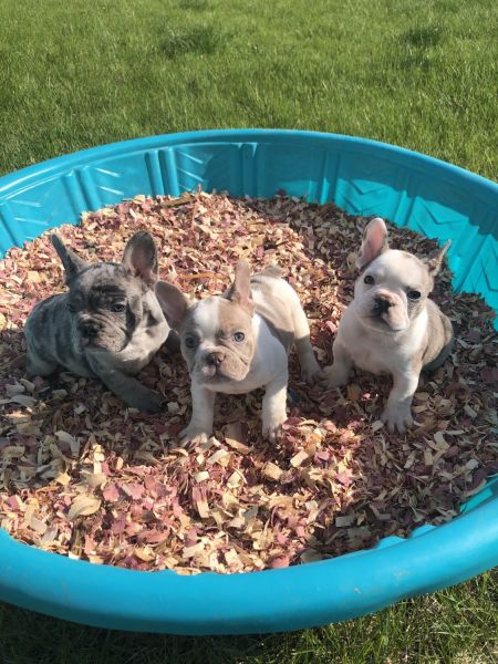 WALKER FAMILY FRENCH BULLDOGS