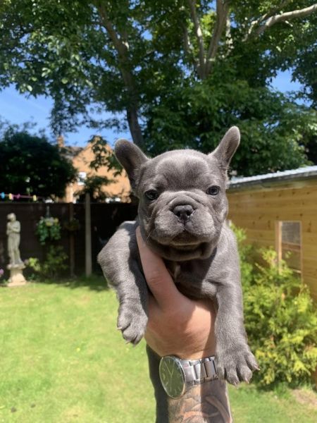 Lovely French Bulldog Puppies