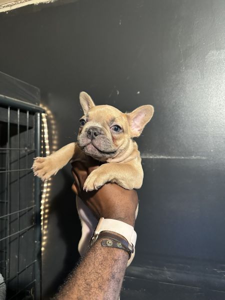 10 weeks old Frenchie