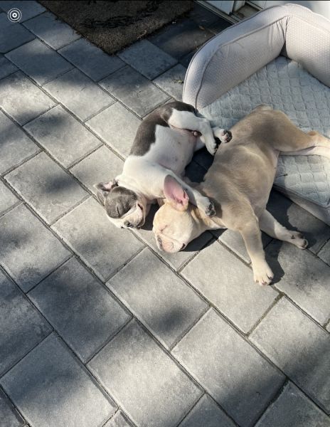 French bulldog puppies for sale