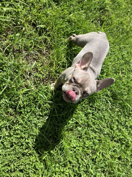 Lilac tan Merle French bulldog female puppy