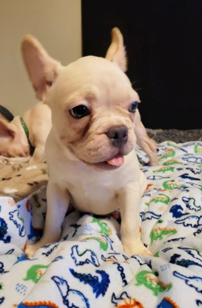 French Bulldog Puppies Male