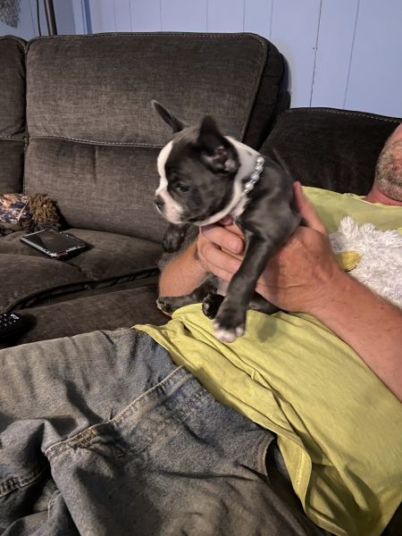 Bebe Boujee the blue frenchie