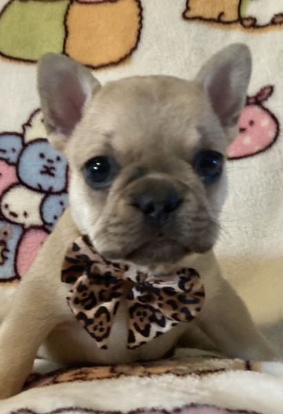 French bulldog