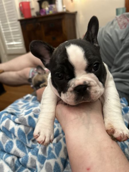 3 AKC French Bulldog Puppies