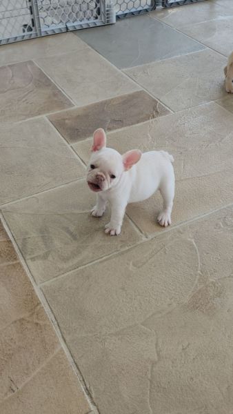 Platnum female frenchie