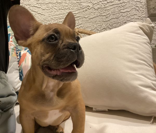 Male French bulldog puppy