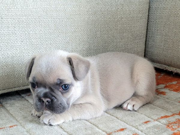 French Bulldog Blue Fawn Female for sale.