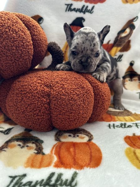 French Bulldogs for sale