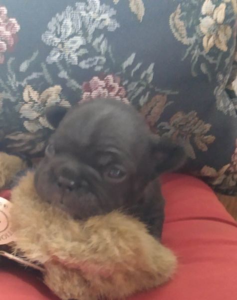 French bulldog puppies
