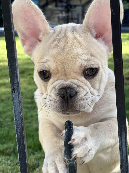 Frenchies Ready For Homes