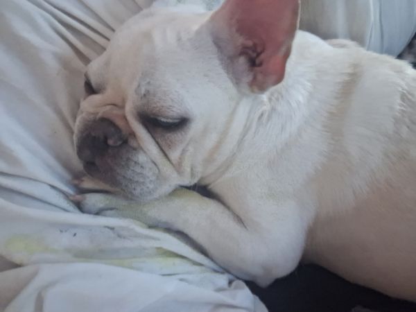 White French Bulldog Female for sale