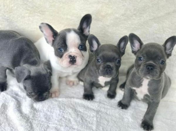 Blue French Bulldog Puppies