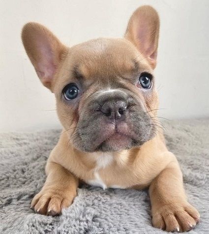 Akc French Bulldog Puppies
