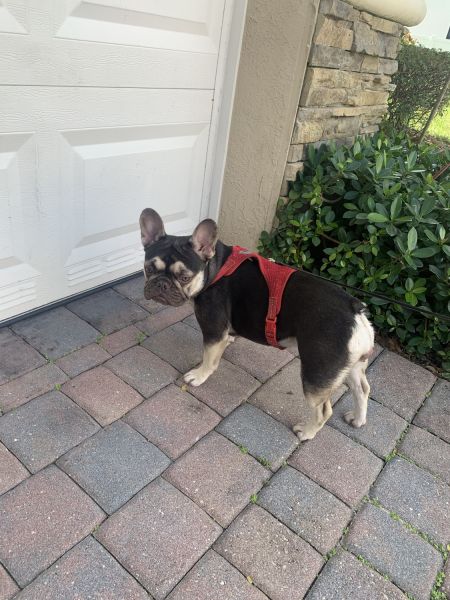 beautiful frenchie female