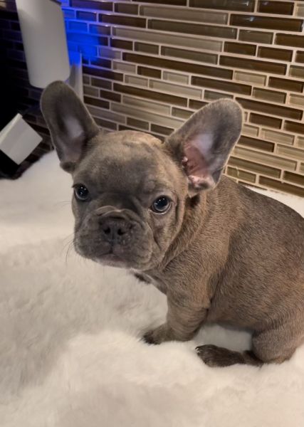 Frenchie French Bulldog