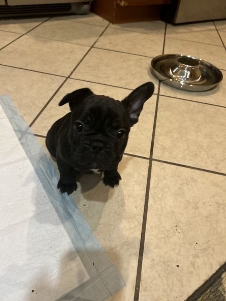 Full AKC Registered French Bulldog Puppies