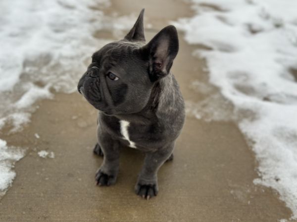 French bulldog 9 months