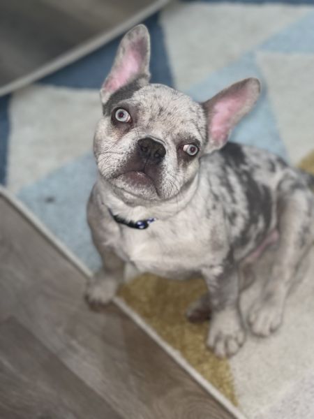 Minkus the French Bulldog