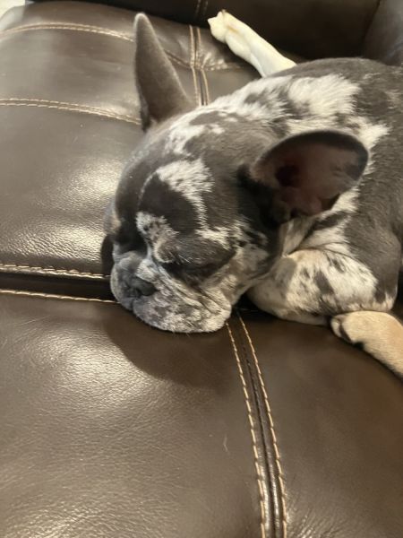 Gio french bulldog puppy