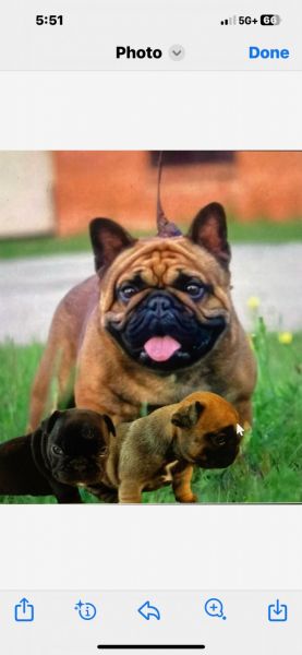 French Bulldogs For Sale