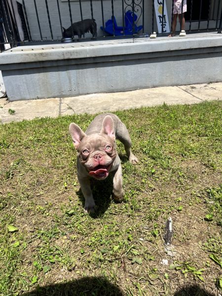 New shade Isabella super offer French bulldog