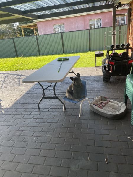 YOUNG FRENCH BULLDOG