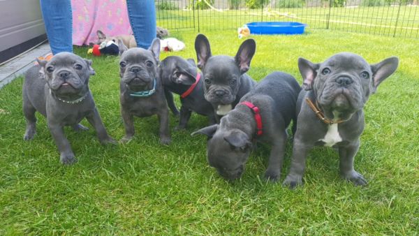 Stunning French bulldog puppies available